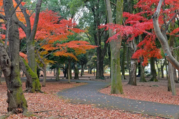 Japanese Maples in autumn color, Ueno Park, Tokyo, Japan — Stock Photo, Image