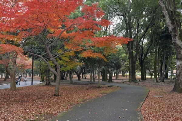 Maples japoneses na cor do outono, parque de Ueno, Tóquio, Japão — Fotografia de Stock
