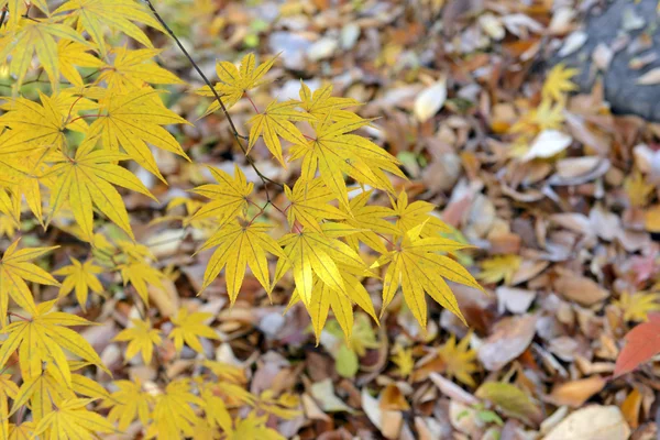 Autumn foliage, Japanese maples in fall colors