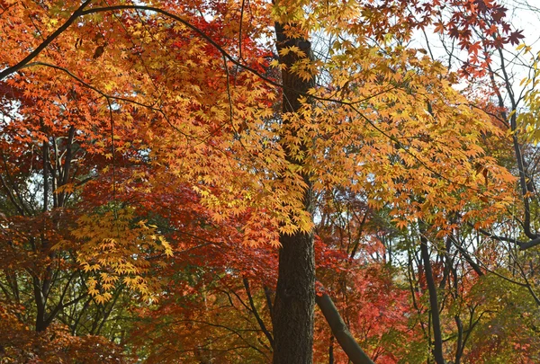 Follaje de otoño, arces japoneses en colores de otoño — Foto de Stock