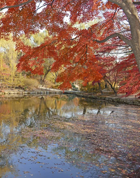 Autumn foliage, Japanese maples in fall colors