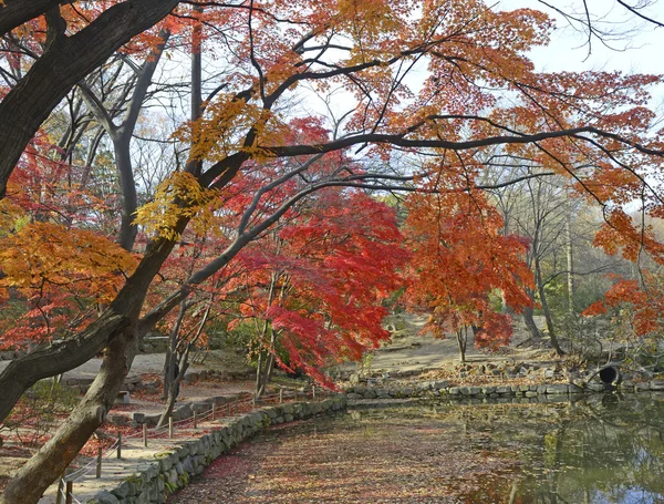 Follaje de otoño, arces japoneses en colores de otoño — Foto de Stock