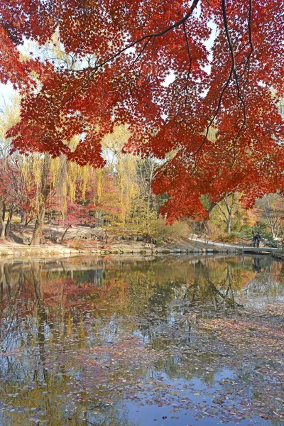 Autumn foliage, Japanese maples in fall colors