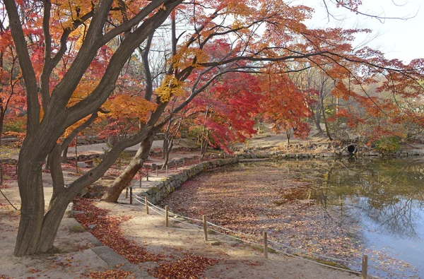 Follaje de otoño, arces japoneses en colores de otoño — Foto de Stock
