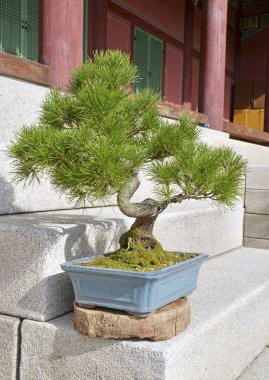 Bonsai ağacı merdivenlerde saksı çam