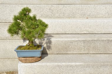 Bonsai pine tree potted on stairs clipart