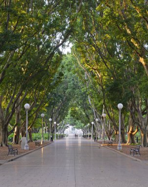 Ağaç geçit Hyde Park, Sydney, Avustralya