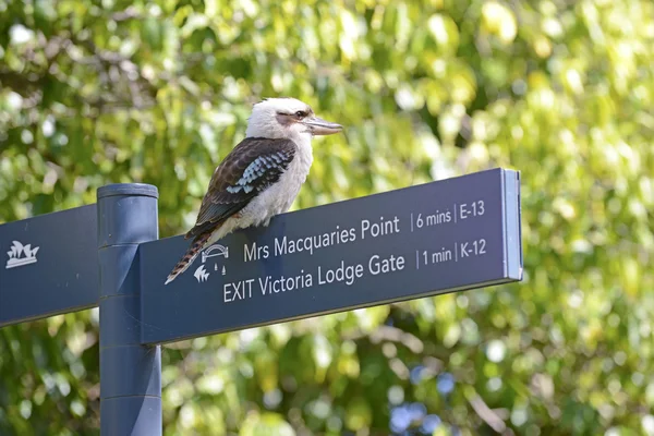 Pájaro Kookaburra, Sydney, Australia —  Fotos de Stock