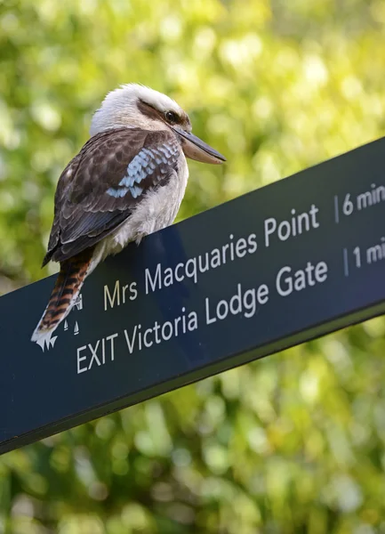 Kookaburra bird, Sydney, Australia — Stock Photo, Image