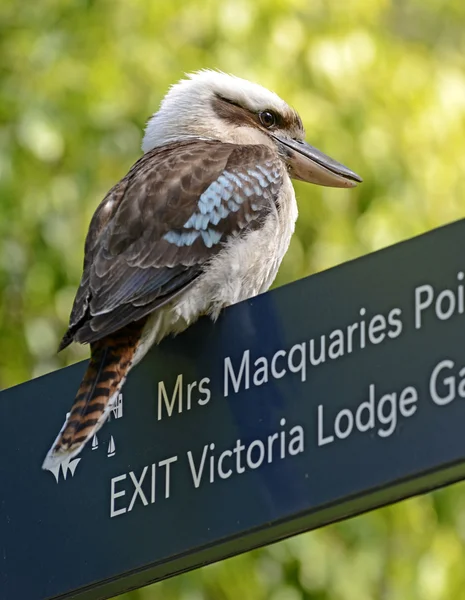 Kookaburra madár, Sydney, Ausztrália — Stock Fotó