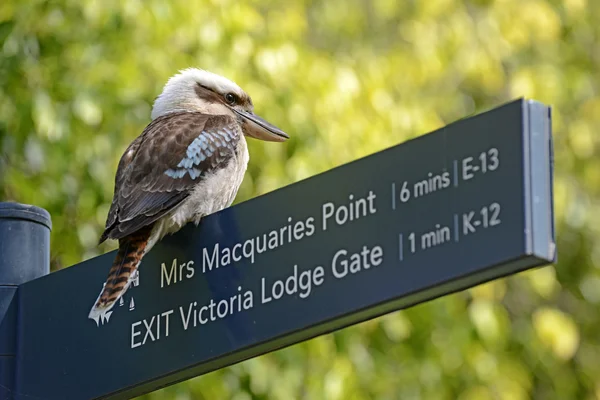 Pájaro Kookaburra, Sydney, Australia —  Fotos de Stock