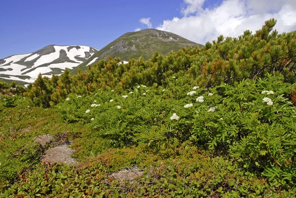 Park Narodowy Daisetsuzan, Hokkaido, Japonia — Zdjęcie stockowe