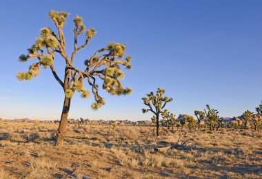 Çöl manzara Joshua Tree National Park, Kaliforniya, ABD