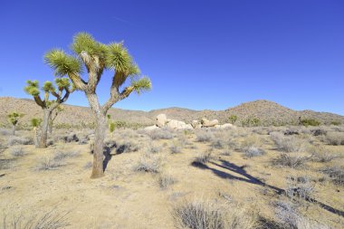Desert landscape in Joshua Tree National Park, California, USA clipart