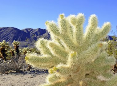 Çöl manzara Joshua Tree National Park, Kaliforniya, ABD