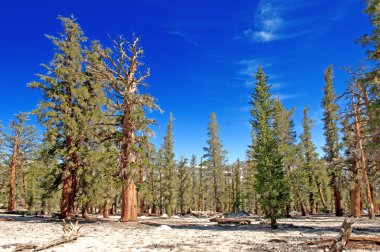 Antik Bristlecone çamları dağ ortamında, California