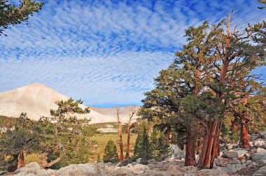 Antik Bristlecone çamları dağ ortamında, California