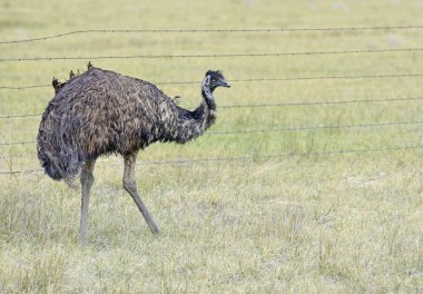 Bir DAÜ Avustralya'nın en büyük kuş, bir kırsal ortamda