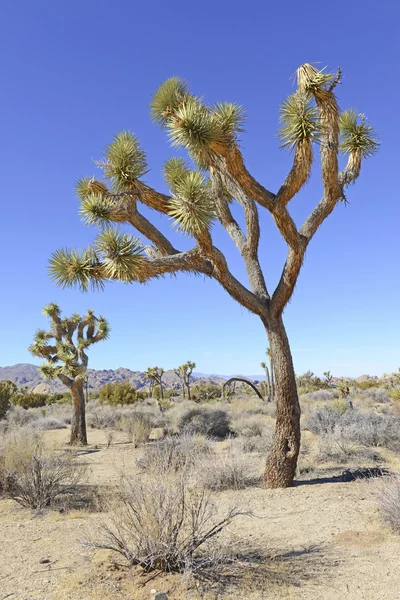 Desert landscape in Joshua Tree National Park, California, USA — Stock Photo, Image