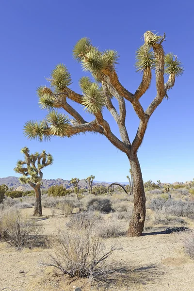 Paysage désertique dans le parc national Joshua Tree, Californie, USA — Photo