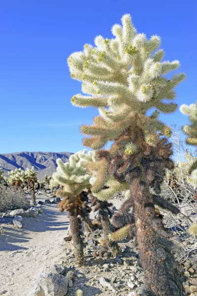 ジョシュア ツリー国立公園、カリフォルニア州、アメリカ合衆国の砂漠の風景 — ストック写真