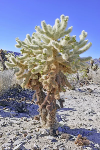 Desert landscape in Joshua Tree National Park, California, USA — Stock Photo, Image