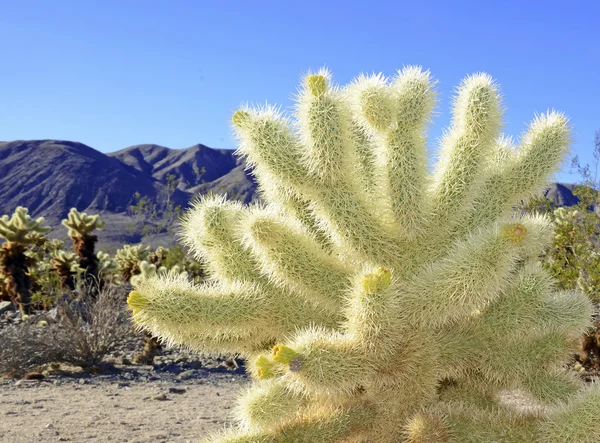 Paysage désertique dans le parc national Joshua Tree, Californie, USA — Photo