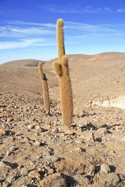 Atacama Desert and Altiplano, Chile — Stock Photo, Image