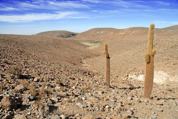 Atacama Desert and Altiplano, Chile — Stock Photo, Image