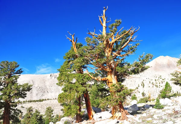 Pinhos Bristlecone antigos em cenário de montanha, Califórnia — Fotografia de Stock