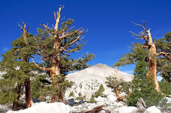 Ancient Bristlecone Pines dans un cadre montagneux, Californie — Photo