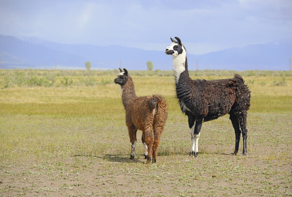 Лама в альпийской среде

