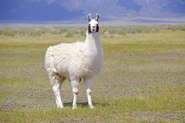 Llama dalam lingkungan alpine — Stok Foto