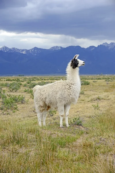 Lama v alpském prostředí — Stock fotografie