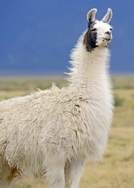 Lama v alpském prostředí — Stock fotografie