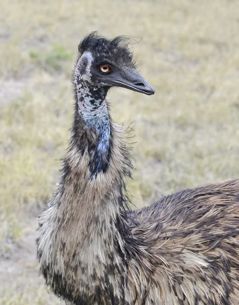 Um Emu, o maior pássaro da Austrália, em um ambiente rural — Fotografia de Stock