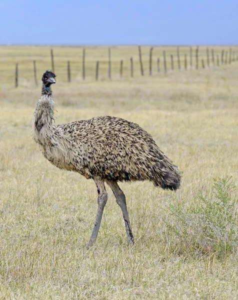 Um Emu, o maior pássaro da Austrália, em um ambiente rural — Fotografia de Stock