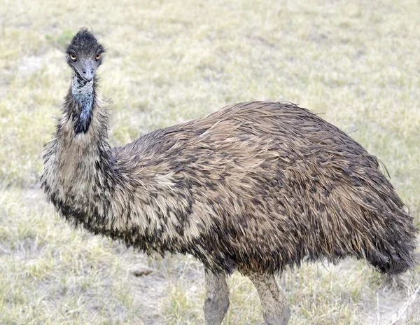 Emu Australia's największy ptak, w środowisku wiejskim — Zdjęcie stockowe