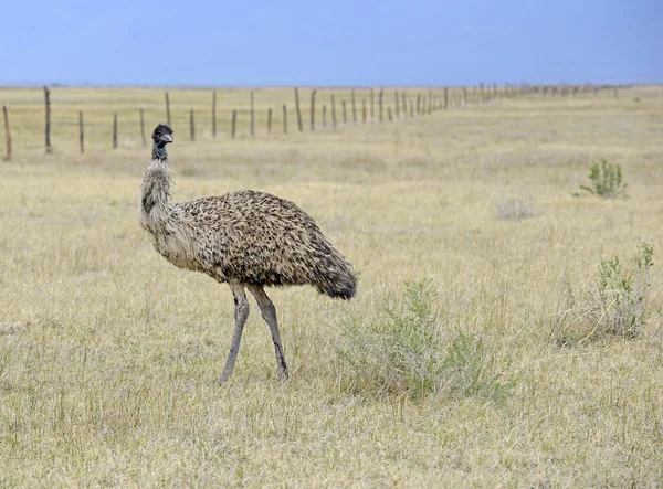 动车组，澳大利亚的最大的鸟，在农村的设置 — 图库照片