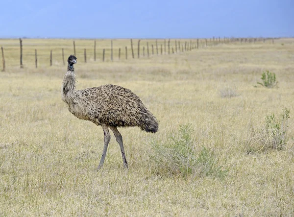 An Emu, Australia's largest bird, in a rural setting — Stock Photo, Image