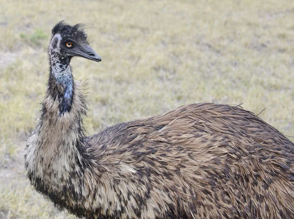 An Emu, Australia's largest bird, in a rural setting Stock Photo