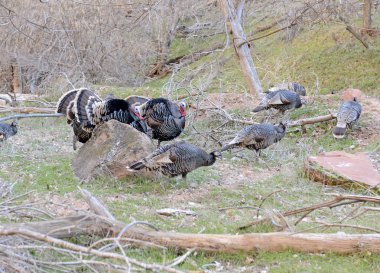 Wild Turkeys in courtship display clipart