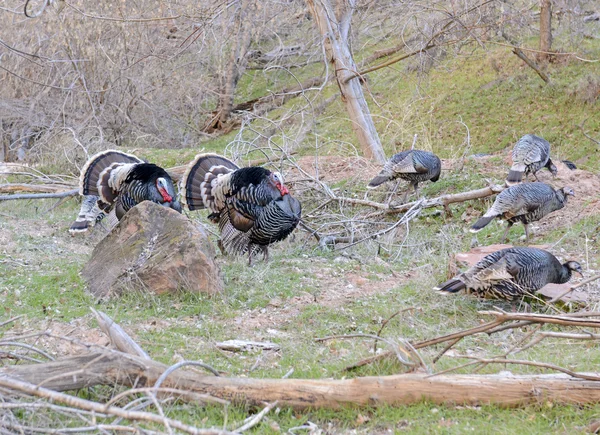 Wild Turkeys in courtship display — Stock Photo, Image