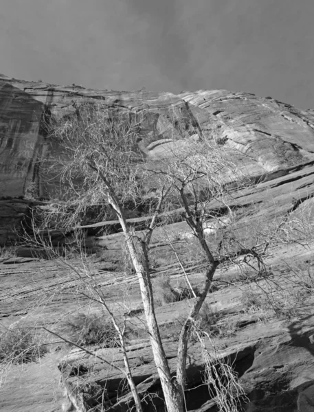 Paisagem em preto e branco do Parque Nacional de Zion — Fotografia de Stock