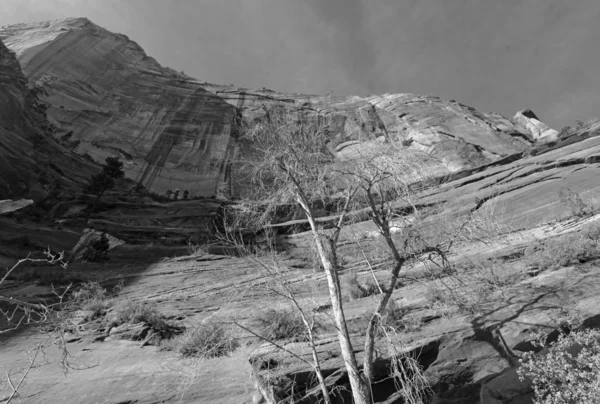 Svart och vitt landskap av Zion National Park — Stockfoto