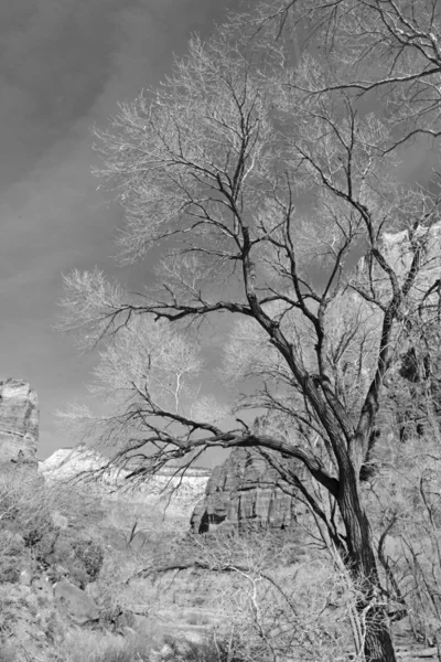 Zwart-wit landschap van Zion National Park — Stockfoto