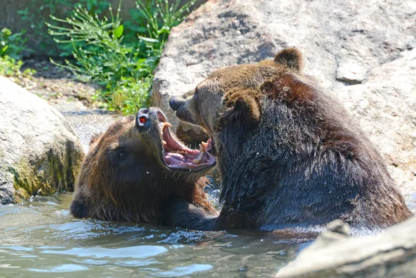 Orso Grizzly - isolato — Foto Stock