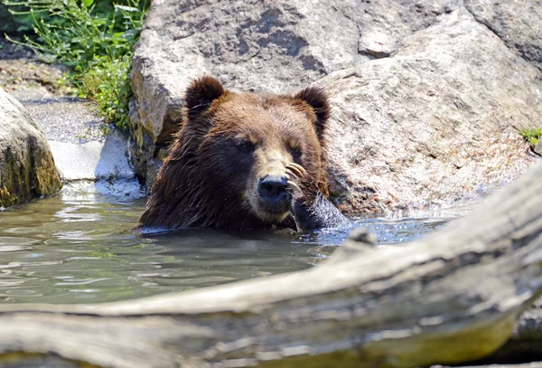 Grizzly Bear - isolerade — Stockfoto
