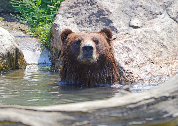 Grizzly Bear - isolated — Stock Photo, Image