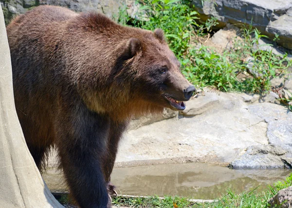 Medvěd grizzly - izolovaný — Stock fotografie